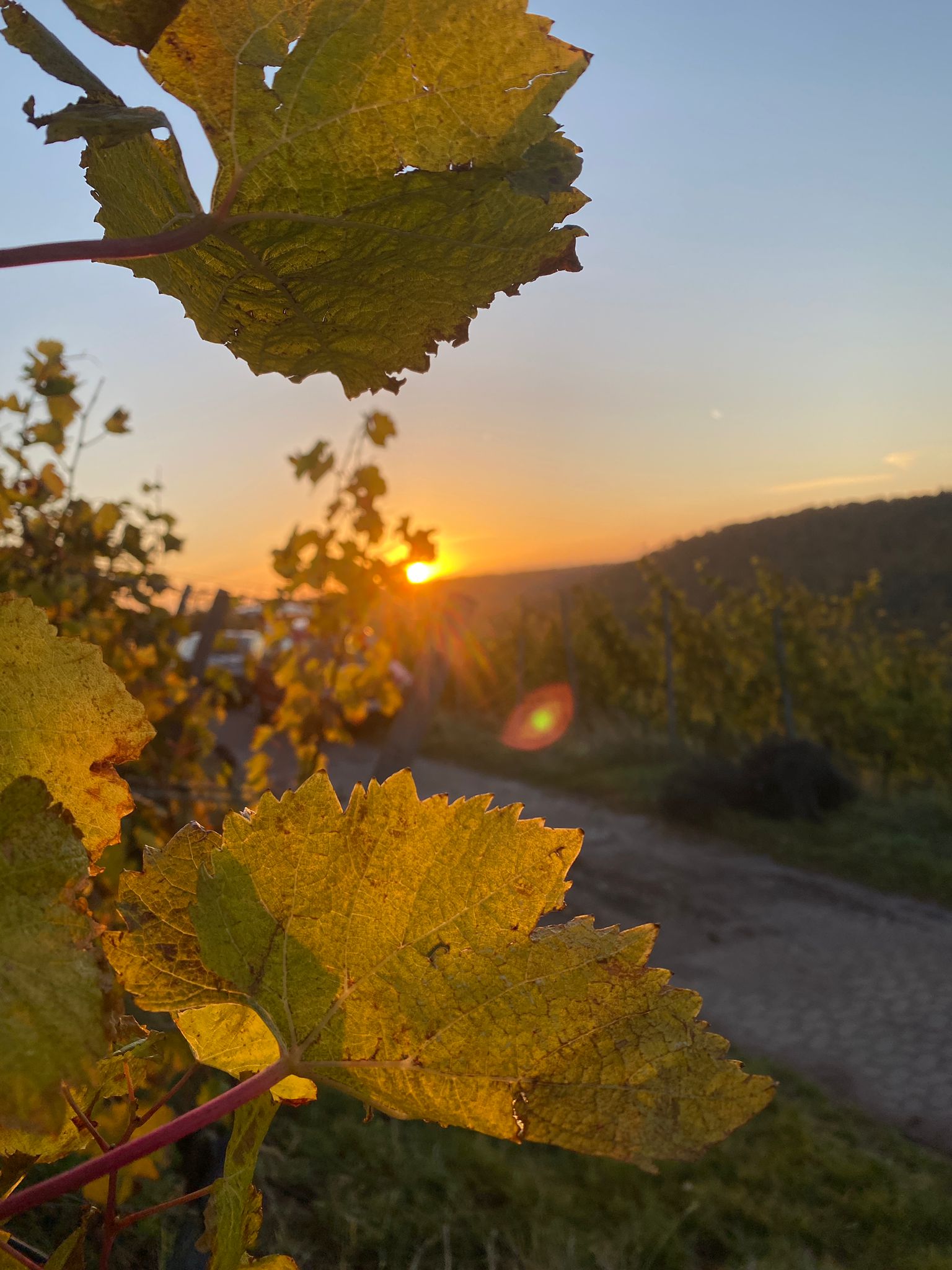 Weinlese 2021 Weingut Bernhard Rippstein